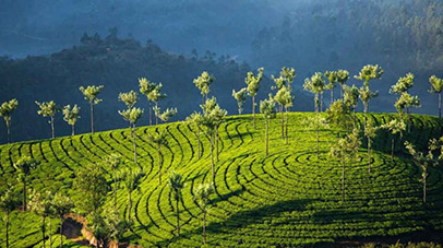 domestic-gems-of-kerala