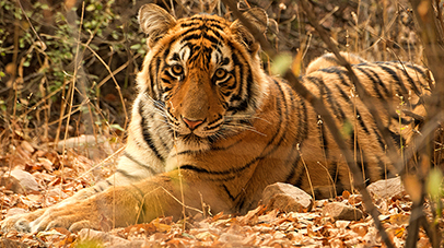 short-getaways-with-3-nights-nainital-corbett