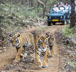 ranthambore-national-park